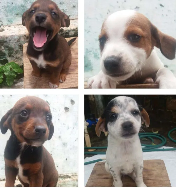 Cachorro ra a  idade 2 a 6 meses nome Sem nome 