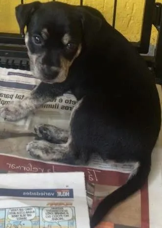 Cachorro ra a não definida  idade Abaixo de 2 meses nome lindinhos