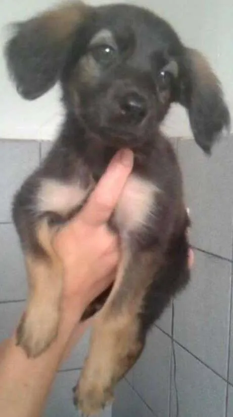 Cachorro ra a vira latas idade 2 a 6 meses nome gatah,thor,