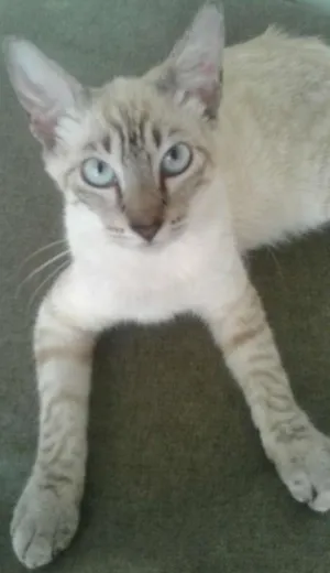 Gato raça  idade 2 a 6 meses nome liza