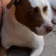 Apolo