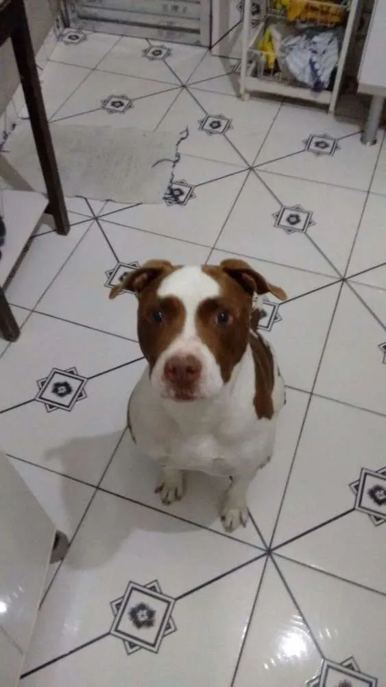 Cachorro raça Pit bull  idade 6 ou mais anos nome Apolo