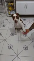 Apolo