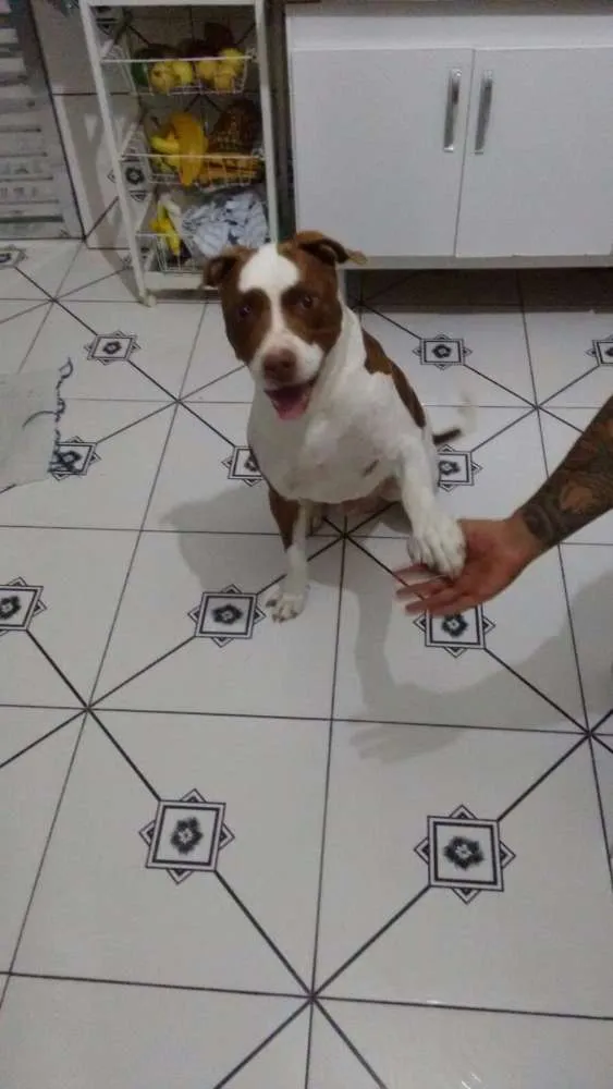 Cachorro raça Pit bull  idade 6 ou mais anos nome Apolo