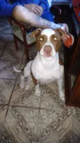 Apolo