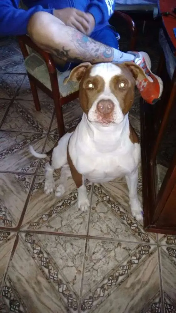 Cachorro raça Pit bull  idade 6 ou mais anos nome Apolo