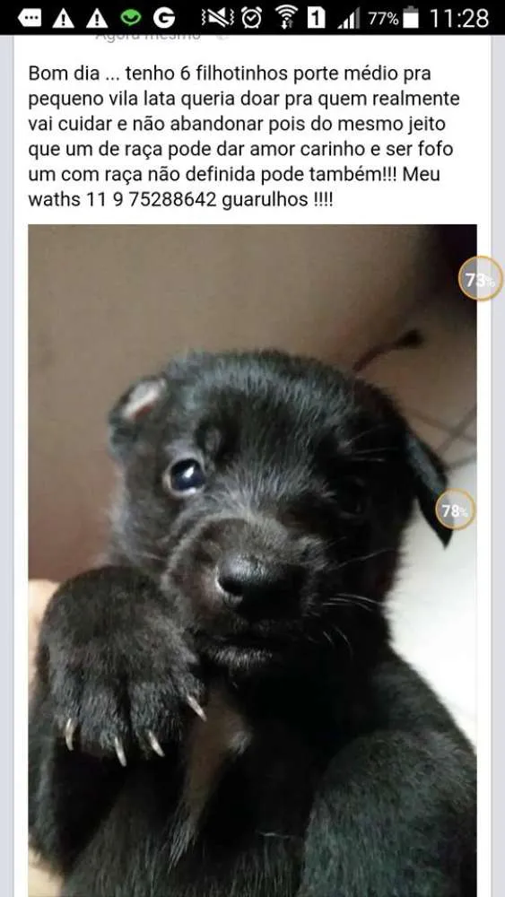Cachorro ra a Não definida (Vira lata) idade Abaixo de 2 meses nome Filhotes
