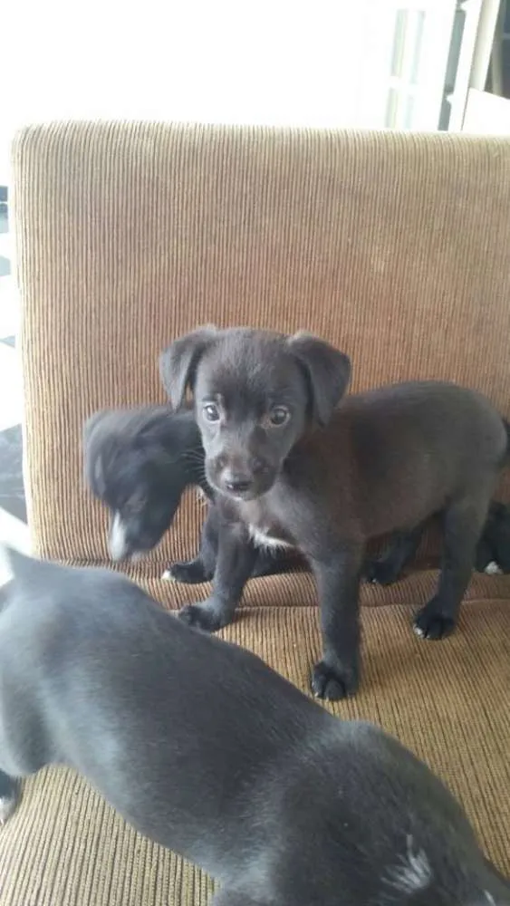 Cachorro ra a Não definida (Vira lata) idade Abaixo de 2 meses nome Filhotes