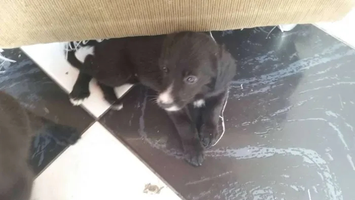 Cachorro ra a Não definida (Vira lata) idade Abaixo de 2 meses nome Filhotes