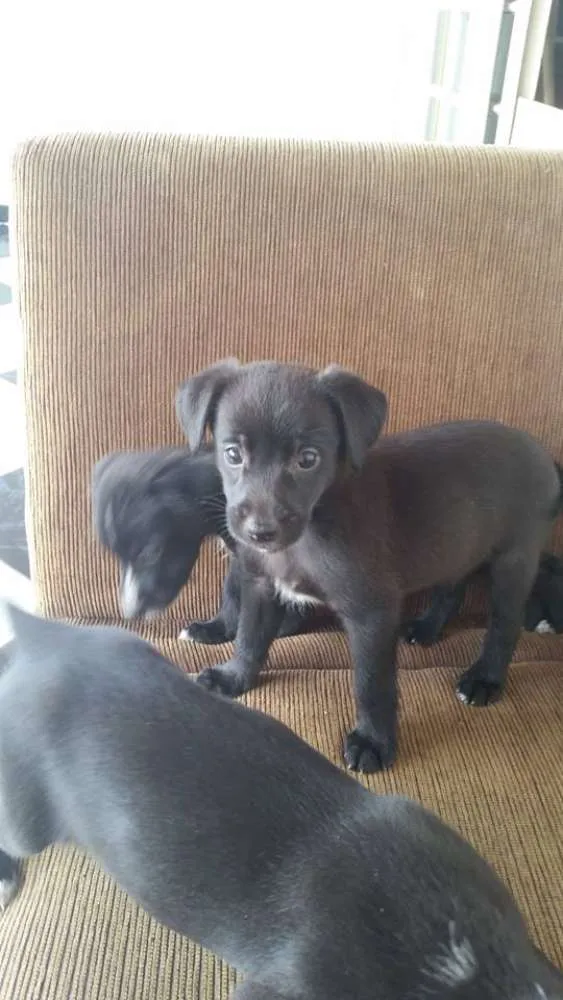 Cachorro ra a Não definida (Vira lata) idade Abaixo de 2 meses nome Filhotes