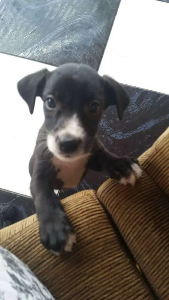 Cachorro ra a Não definida (Vira lata) idade Abaixo de 2 meses nome Filhotes