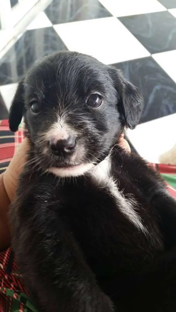 Cachorro ra a Não definida (Vira lata) idade Abaixo de 2 meses nome Filhotes