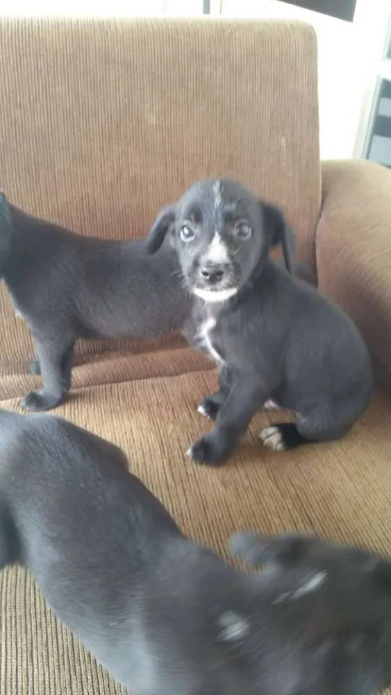 Cachorro ra a Não definida (Vira lata) idade Abaixo de 2 meses nome Filhotes