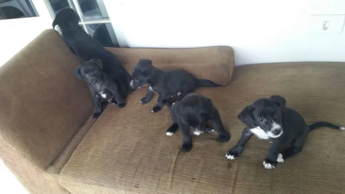 Cachorro ra a Não definida (Vira lata) idade Abaixo de 2 meses nome Filhotes