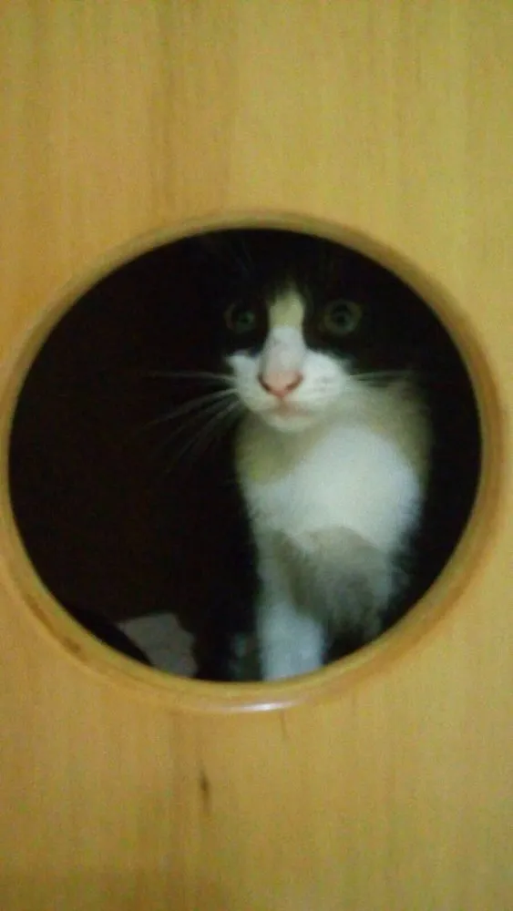 Gato ra a Sem raça definida idade Abaixo de 2 meses nome Banguelinha