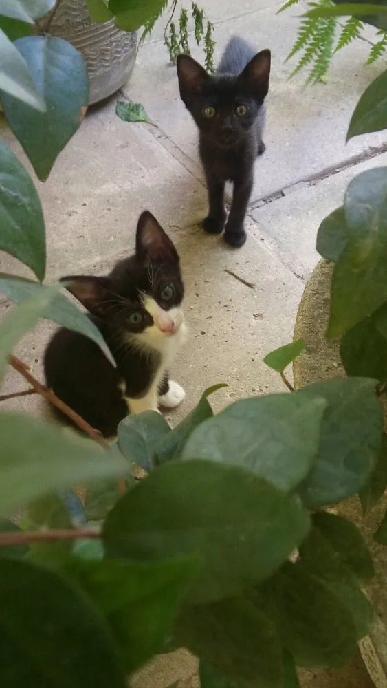 Gato ra a Sem raça definida idade Abaixo de 2 meses nome Banguelinha