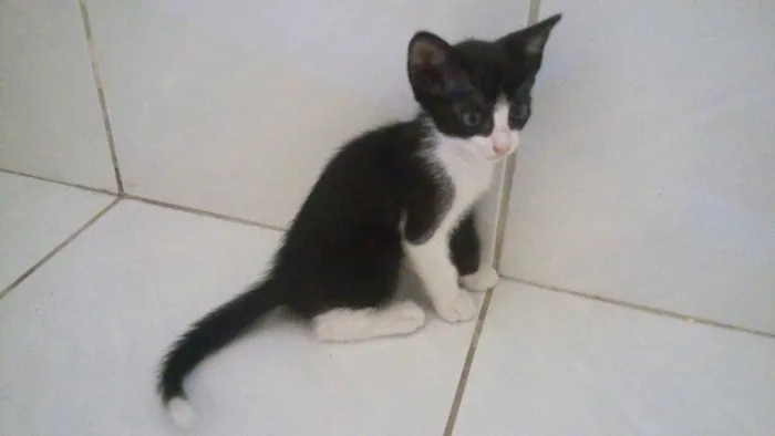 Gato ra a Sem raça definida idade Abaixo de 2 meses nome Banguelinha
