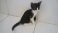 Banguelinha