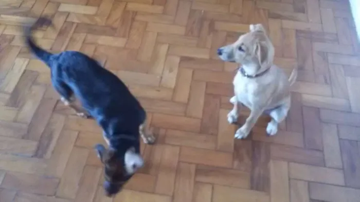 Cachorro raça Srd idade 7 a 11 meses nome Lia e Chewie