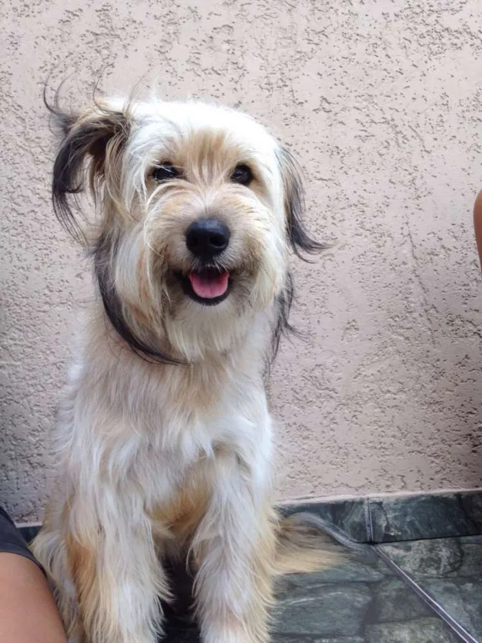 Cachorro ra a Vira lata idade 1 ano nome Melissa