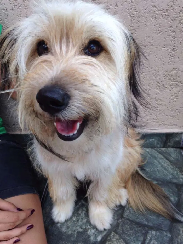 Cachorro ra a Vira lata idade 1 ano nome Melissa
