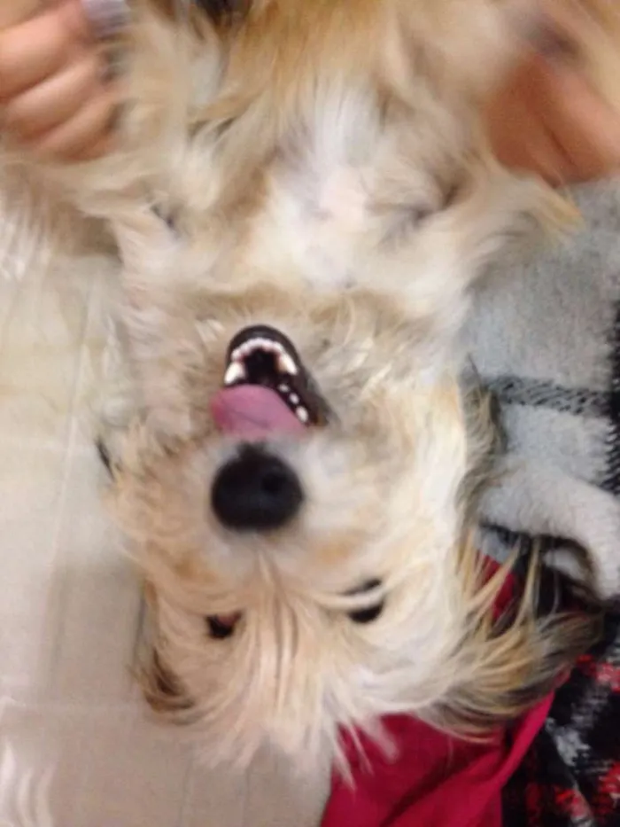 Cachorro ra a Vira lata idade 1 ano nome Melissa