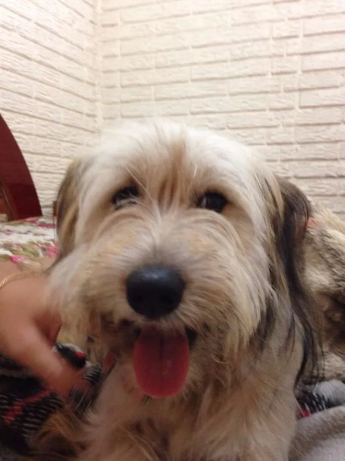 Cachorro ra a Vira lata idade 1 ano nome Melissa