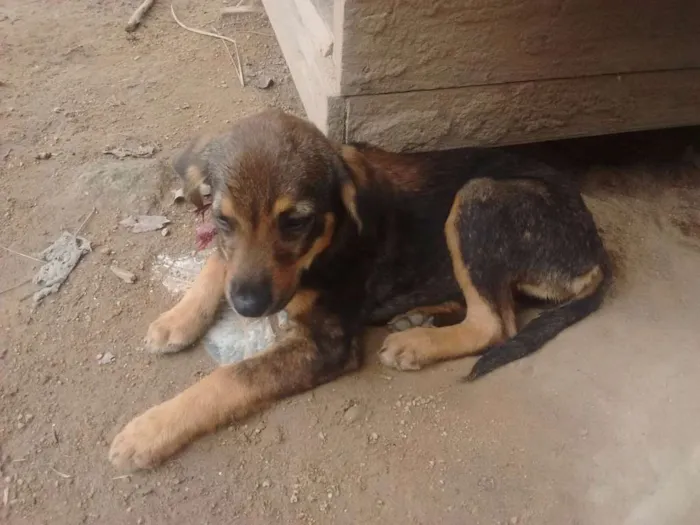 Cachorro ra a Srd idade 2 a 6 meses nome Sem nome 