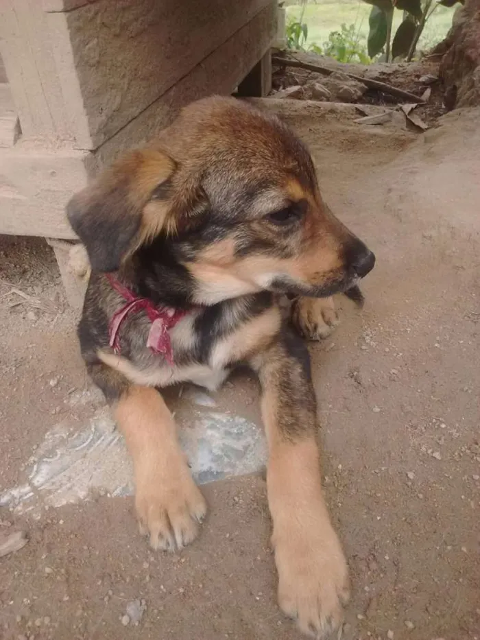 Cachorro ra a Srd idade 2 a 6 meses nome Sem nome 