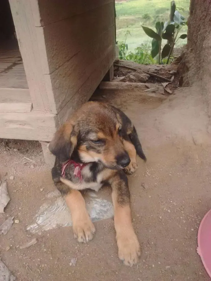Cachorro ra a Srd idade 2 a 6 meses nome Sem nome 