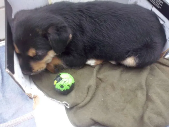 Cachorro ra a Não se sabe idade Abaixo de 2 meses nome Não tem