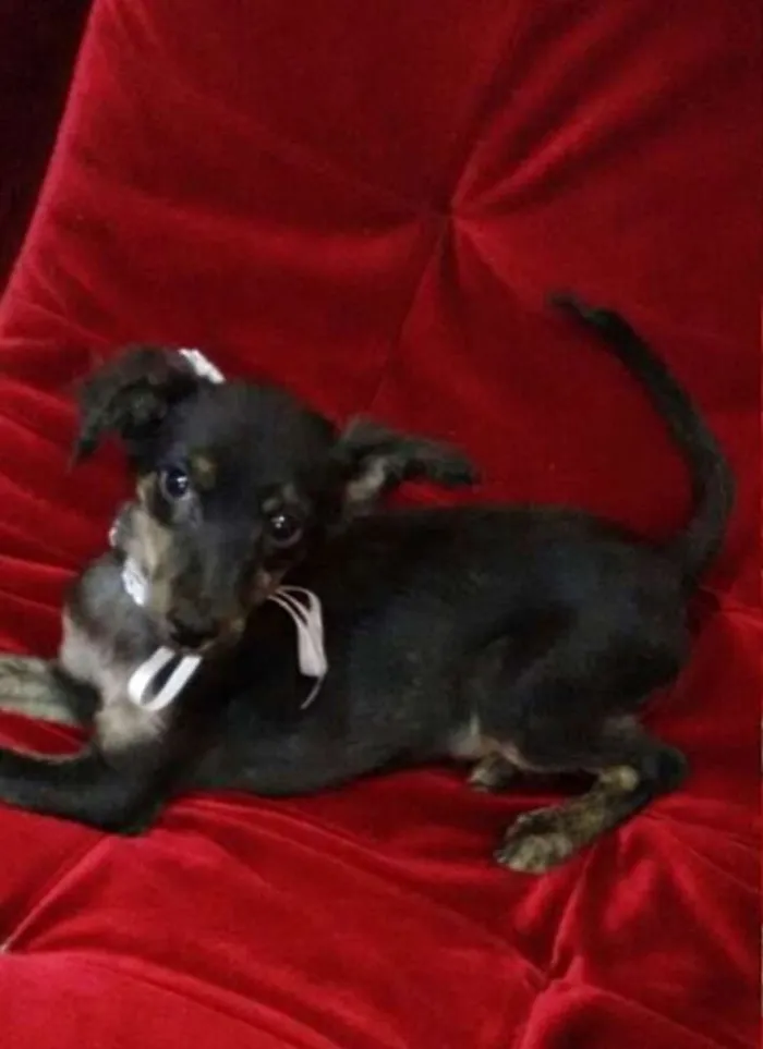 Cachorro ra a Vira-Lata idade 2 a 6 meses nome Agatha