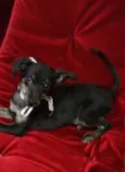 Agatha