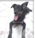 Agatha
