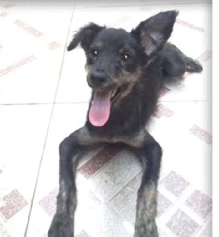 Cachorro ra a Vira-Lata idade 2 a 6 meses nome Agatha