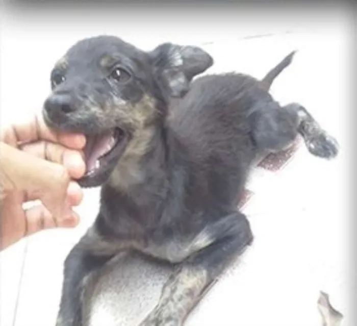 Cachorro ra a Vira-Lata idade 2 a 6 meses nome Agatha