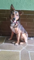 Amora