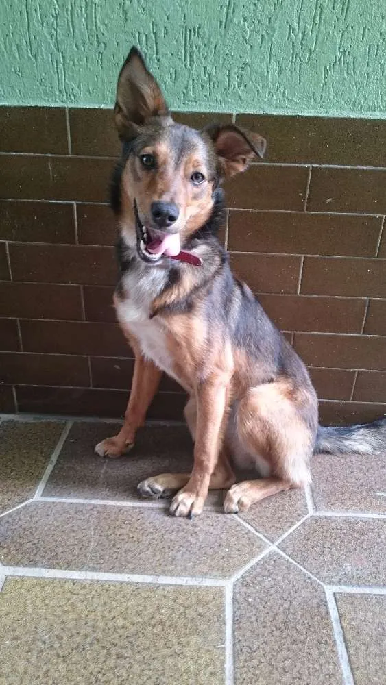 Cachorro ra a SRD idade 7 a 11 meses nome Amora