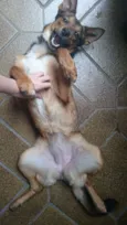 Amora