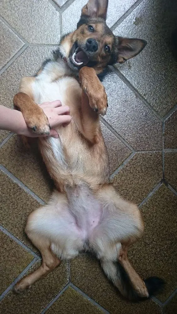 Cachorro ra a SRD idade 7 a 11 meses nome Amora