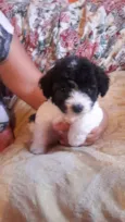 bebes poodle