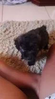 bebes poodle