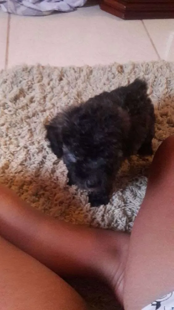 Cachorro ra a Poodle idade  nome bebes poodle