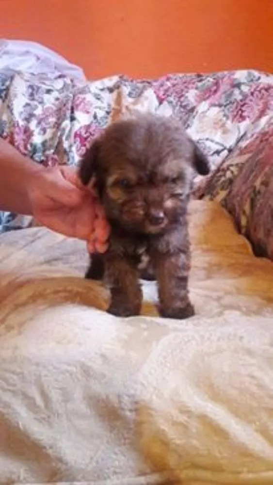 Cachorro ra a Poodle idade  nome bebes poodle