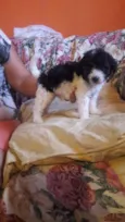 bebes poodle