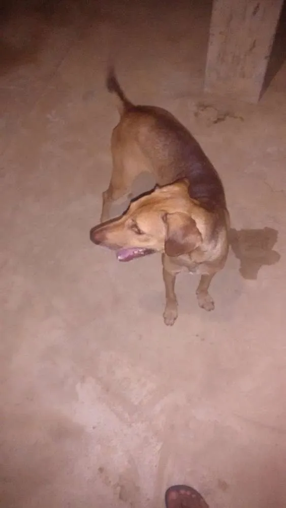 Cachorro ra a vira lata idade 2 anos nome sansão