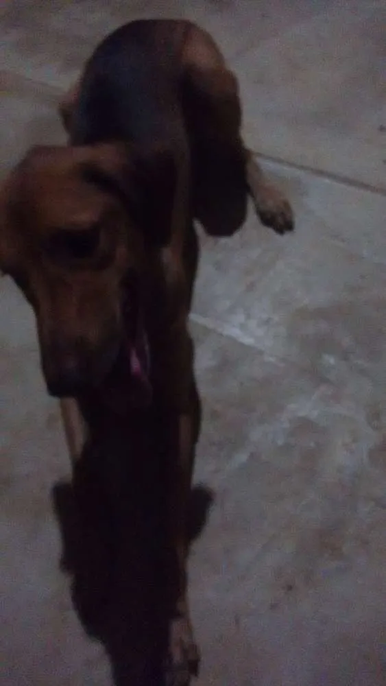 Cachorro ra a vira lata idade 2 anos nome sansão