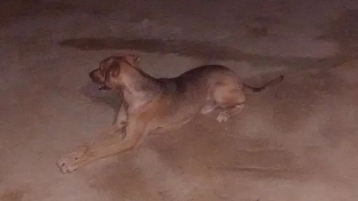 Cachorro ra a vira lata idade 2 anos nome sansão