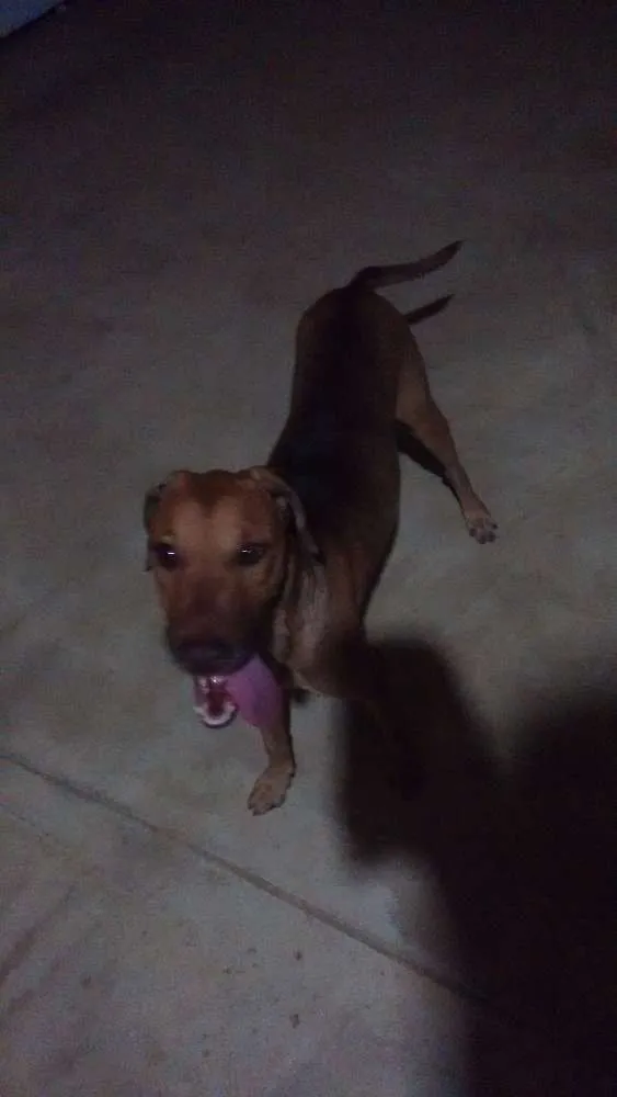 Cachorro ra a vira lata idade 2 anos nome sansão