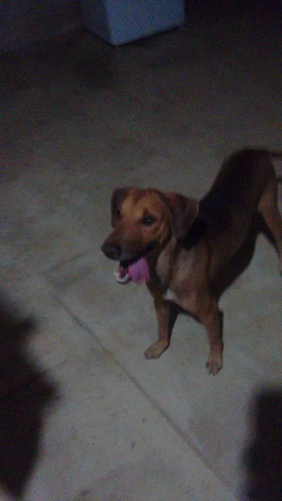 Cachorro ra a vira lata idade 2 anos nome sansão